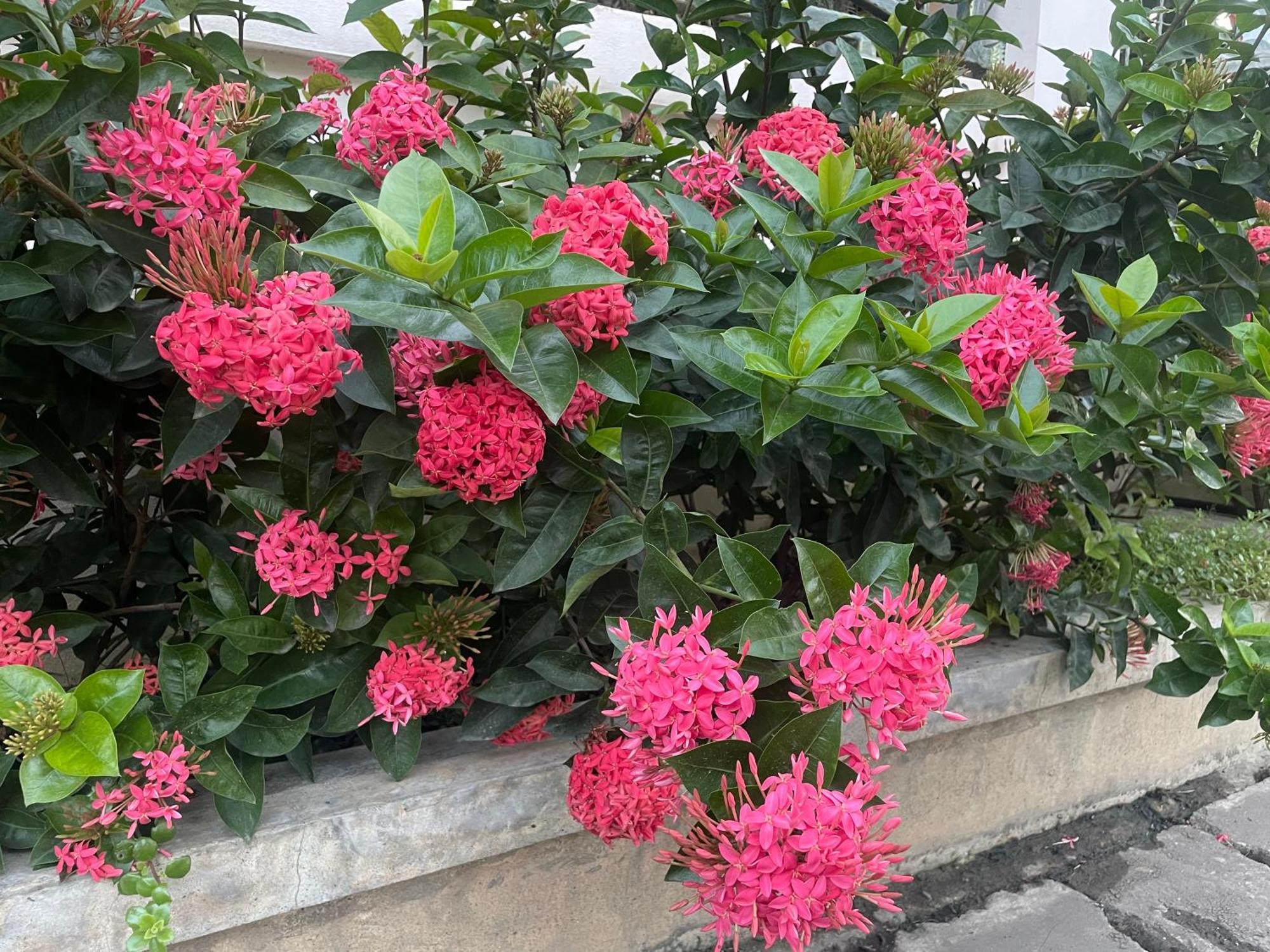 Laph Kham House Aparthotel Chiang Mai Buitenkant foto